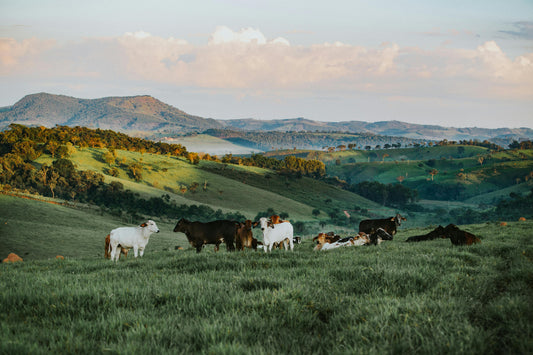 Regenerative Agriculture at Soggy Meadows Farm: A Commitment to Soil Health and Biodiversity
