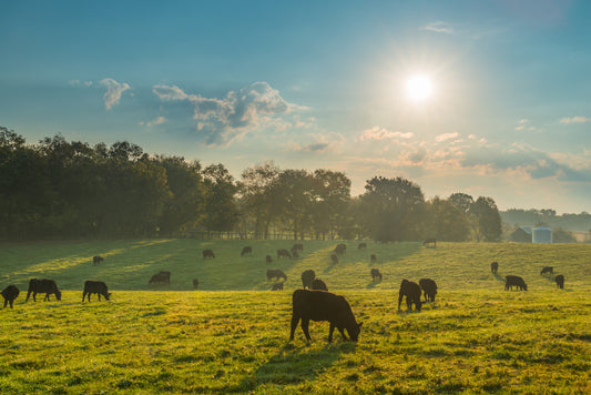 Why Buy a Half or Quarter Steer?